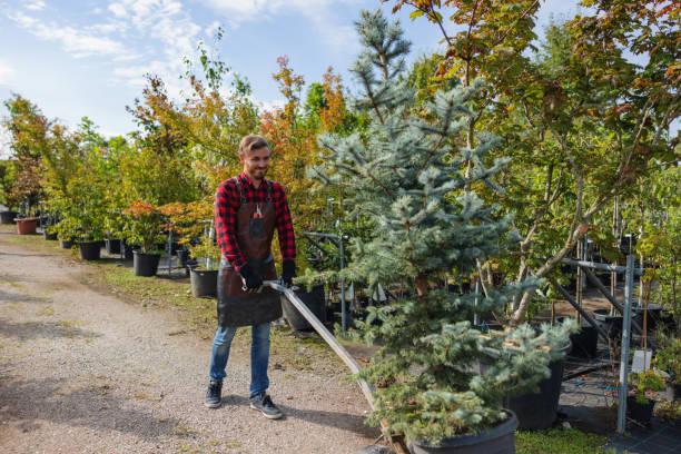 How Our Tree Care Process Works  in Altamont, IL